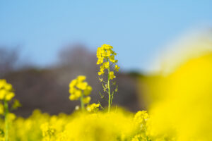 海の中道海浜公園の菜の花の写真