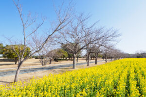 海の中道海浜公園の菜の花の写真