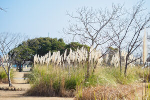 海の中道海浜公園の園内風景の写真