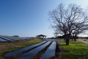 海の中道海浜公園の園内風景の写真