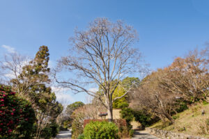 福岡市植物園の園内の写真