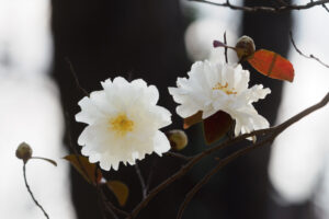 福岡市植物園の季節の花の写真
