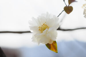 福岡市植物園の季節の花の写真