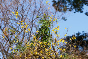 福岡市植物園の季節の花の写真