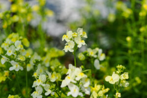 福岡市植物園の季節の花の写真