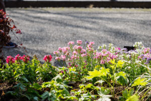 福岡市植物園の季節の花の写真