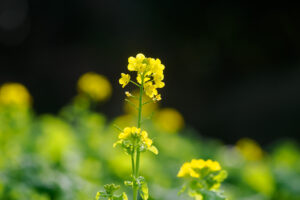 福岡市植物園の菜の花の写真