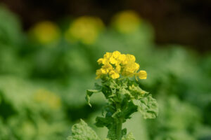 福岡市植物園の菜の花の写真