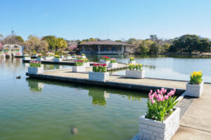 海の中道海浜公園のチューリップの写真