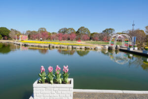 海の中道海浜公園のチューリップの写真