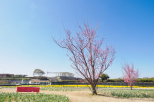 海の中道海浜公園の梅の写真
