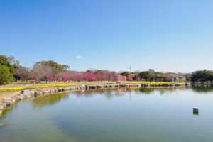 海の中道海浜公園の梅の写真