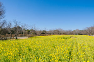 海の中道海浜公園の菜の花の写真