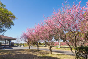 海の中道海浜公園の梅の写真