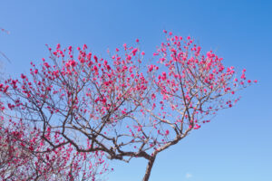 舞鶴公園の梅の写真