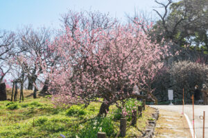 舞鶴公園の梅の写真