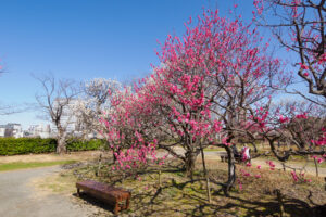 舞鶴公園の梅の写真