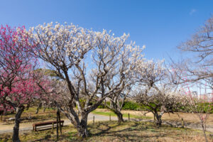 舞鶴公園の梅の写真