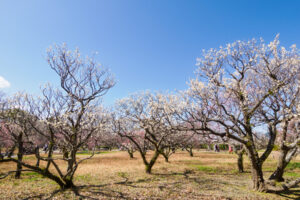 舞鶴公園の梅の写真