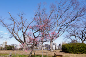 舞鶴公園の梅の写真