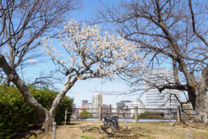 舞鶴公園の梅の写真