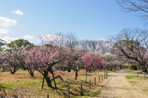 舞鶴公園の梅の写真