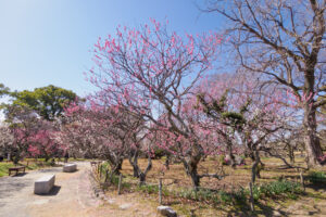 舞鶴公園の梅の写真