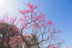 舞鶴公園の梅の写真