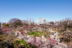 舞鶴公園の梅の写真