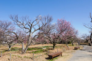 舞鶴公園の梅の写真