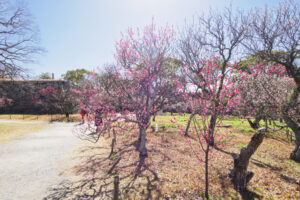 舞鶴公園の梅の写真