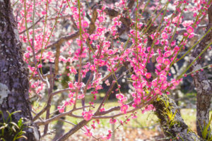 舞鶴公園の梅の写真