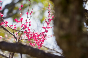 舞鶴公園の梅の写真