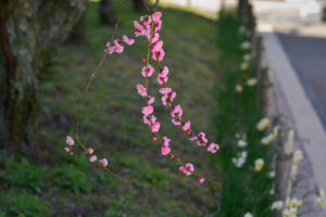 舞鶴公園の梅の写真