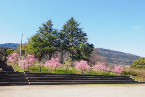 花畑園芸公園の梅の写真