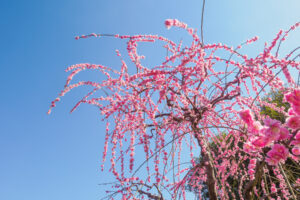 花畑園芸公園の梅の写真