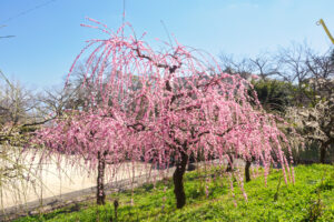 花畑園芸公園の梅の写真