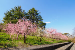 花畑園芸公園の梅の写真