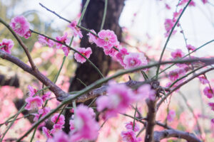 花畑園芸公園の梅の写真