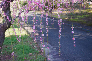 花畑園芸公園の梅の写真