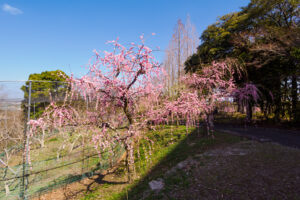 花畑園芸公園の梅の写真