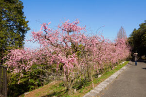 花畑園芸公園の梅の写真