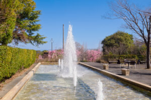 花畑園芸公園の梅の写真