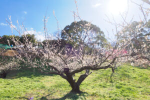 花畑園芸公園の梅の写真