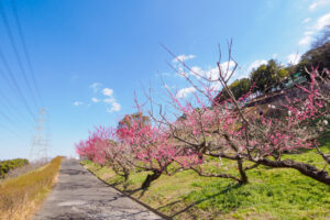 花畑園芸公園の梅の写真