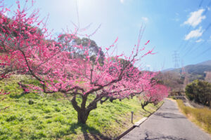 花畑園芸公園の梅の写真