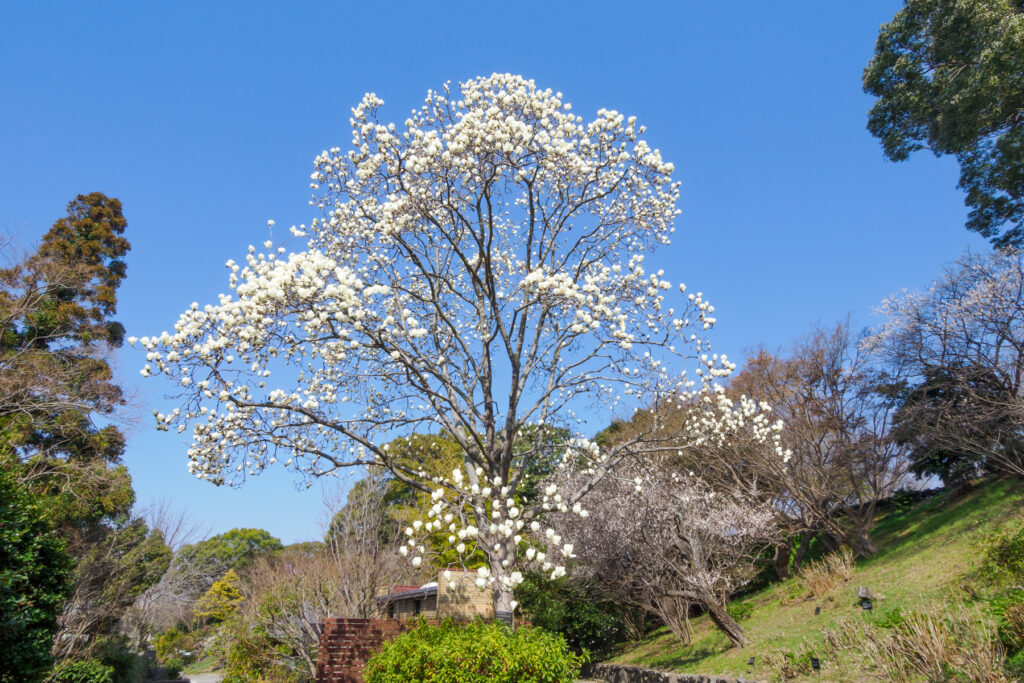 福岡市植物園の白木蓮の写真