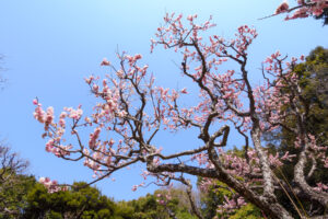 福岡市植物園の梅の写真