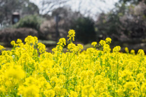 福岡市植物園の菜の花の写真