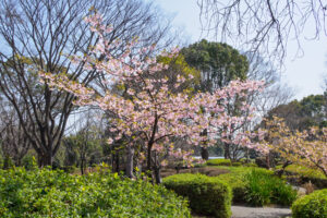 福岡市植物園の桜の写真